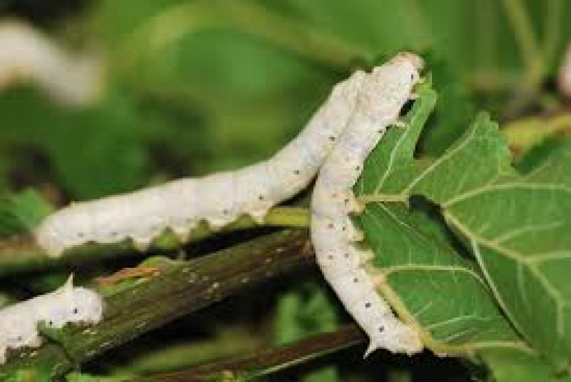  GUSANOS DE SEDA BLANCOS. 