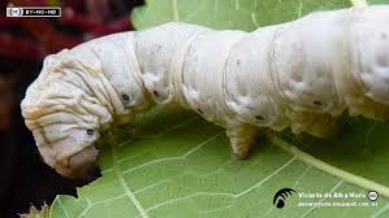  GUSANOS DE SEDA BLANCOS. 